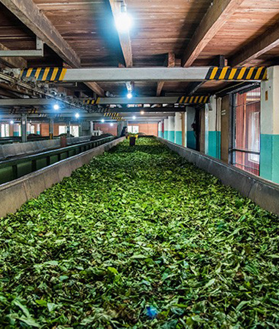 Temach Tea Macha Tea